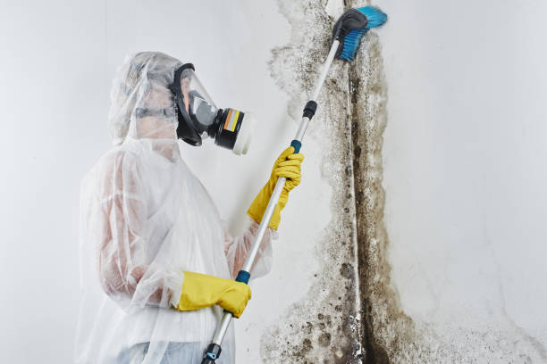 Best Black Mold Removal  in Newport, KY